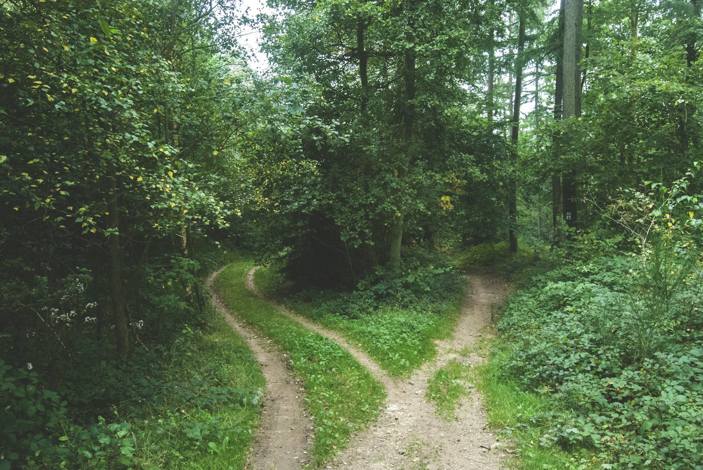 Two dirt roads splitting apart between trees in a forest